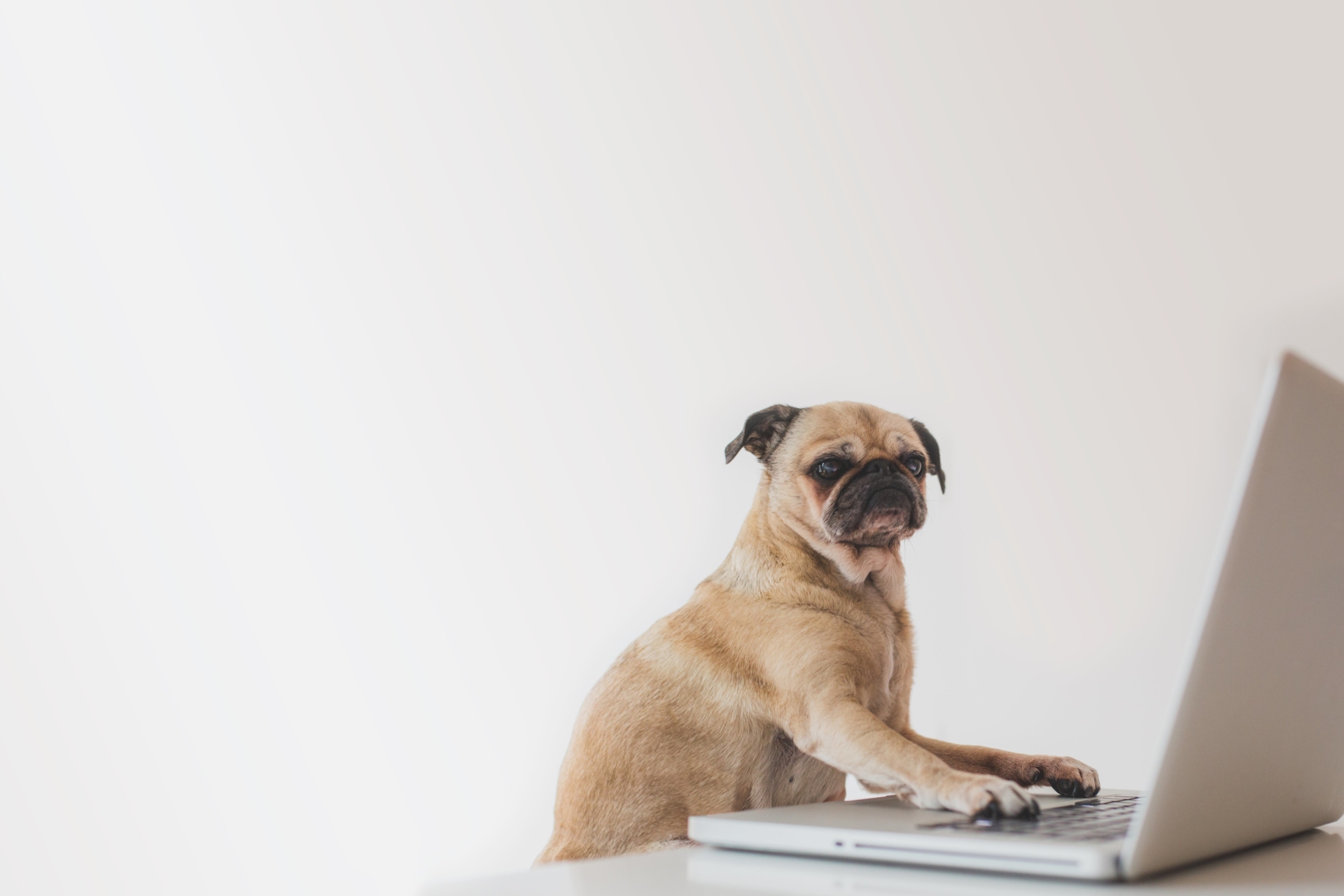 6 Negative Myths : Why Managers Should Really Embrace Remote Work business pug working on laptop