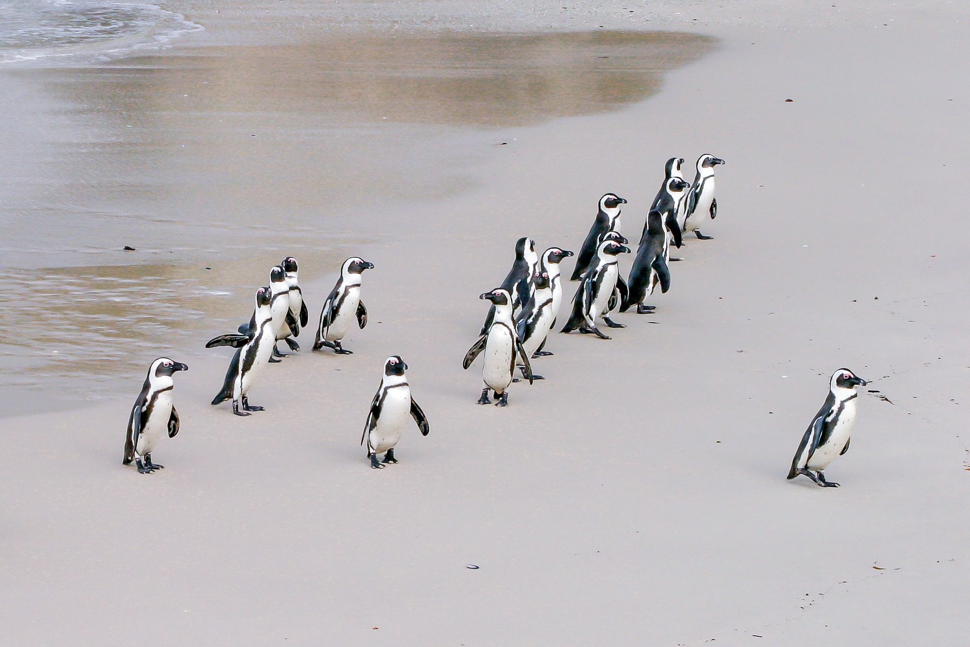 Leading Your Team Back to the Office Penguin leader